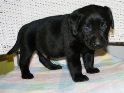 CERCO UN CUCCIOLO DI GOLDEN RETRIEVER