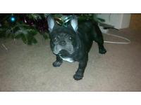 REGALO Cuccioli di Bulldog Francese.