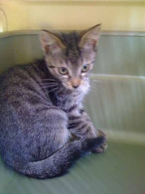 Gattini tigrati cercano casa anche separatamente