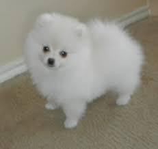  Regalo Volpini cuccioli di pomerania