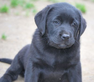LABRADOR CUCCIOLI NERI DI GENEALOGIA IMPORTANTE