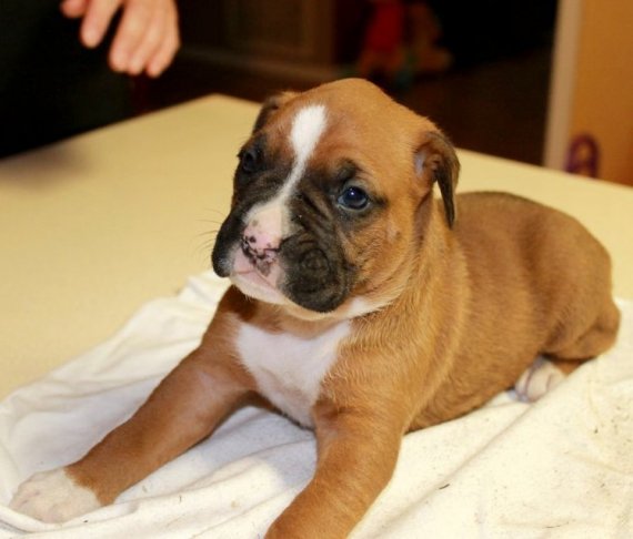 Regalo adorabili cuccioli Boxer femminucce e maschietti disponibili