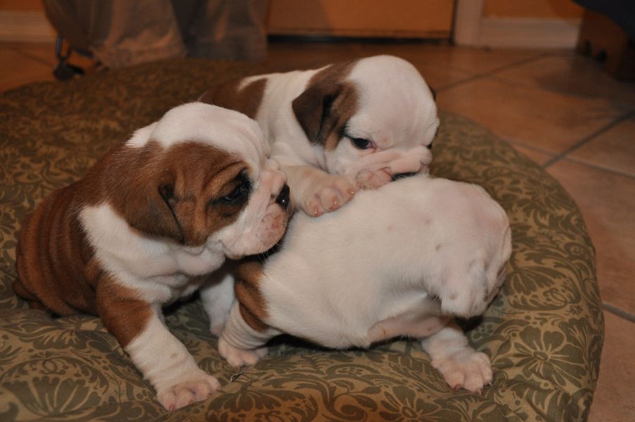 Cuccioli di bulldog inglese maschi e femmine