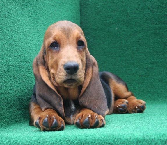  Regalo BELLISSIMI CUCCIOLI DI Basset Hound Fantastici cuccioli di Basset Hound con libretto sanitar