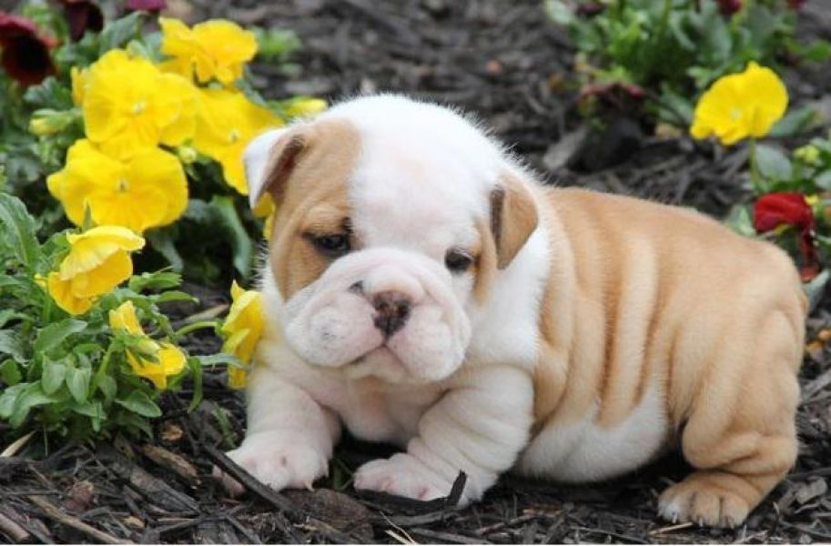 Cuccioli disponibili subito di bulldog inglese/ .......