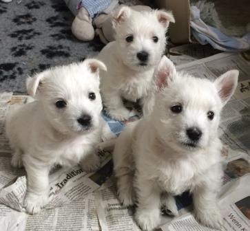 Molto bella e sani cuccioli di West highland per adozione maschi e femmine disponibili (gratis) 