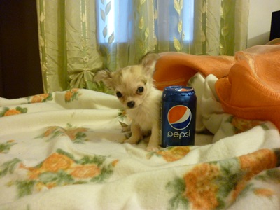 Chihuahua toy cucciola