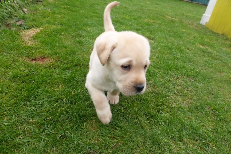   cuccioli di labrador  per adozione ( maschio e femmina )