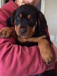  Molto bella e sani  cuccioli di doberman  per adozione maschi e femmine disponibili (gratis)