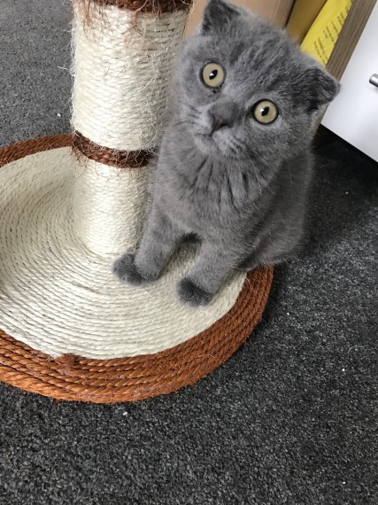 Belle gattini Scozzese disponibili per l'adozione