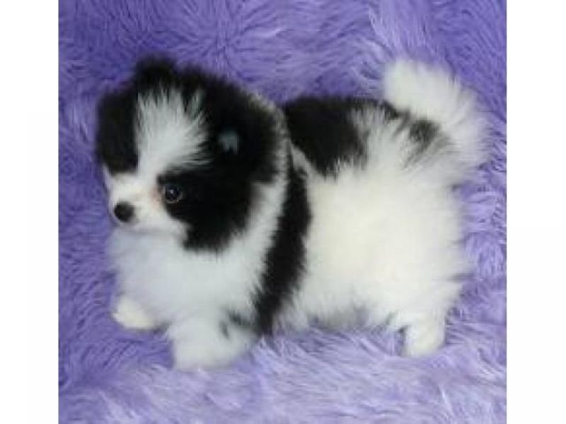  cuccioli di volpino pomeranian  per adozione ( maschio e femmina )