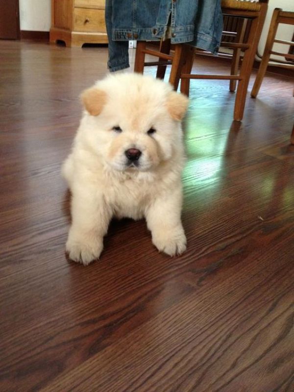 �Cuccioli di chow chow gratis per regalo