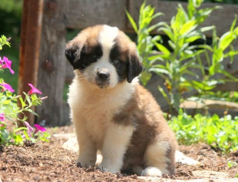 Molto bella e sani cuccioli di san bernardo per adozione maschi e femmine disponibili (gratis) 