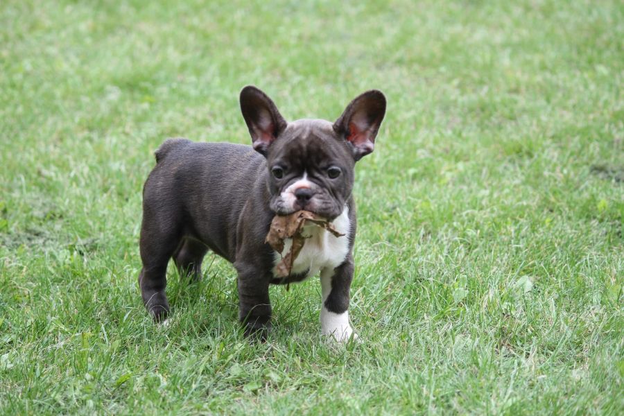 Molto bella e sani cuccioli di bulldog francese per adozione  