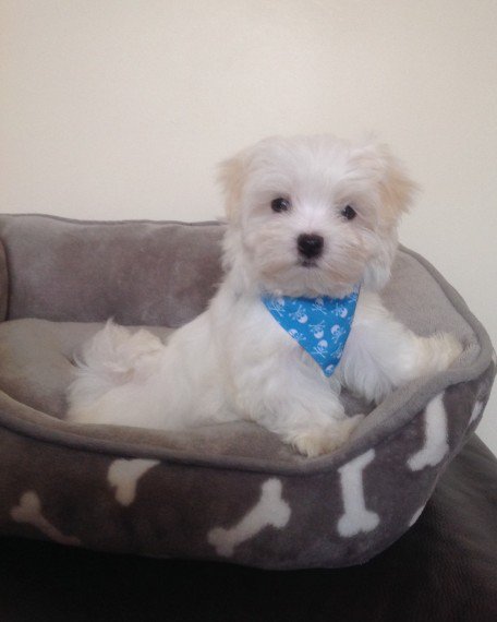 CUCCIOLI MALTESI Pronto ad andare in adozione !!!!!