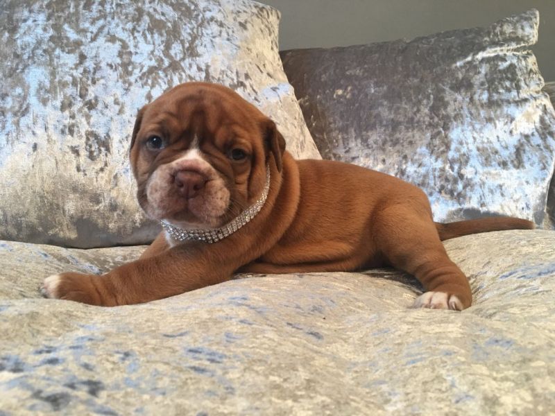 Molto bella e sani  cuccioli di bullmastiff  per adozione maschi e femmine disponibili (gratis)