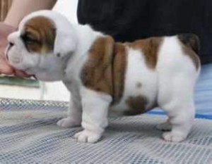 Maschio e femmina cuccioli di bulldog inglese per l'adozione