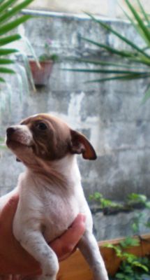 CHIHUAHUA  FEMMINA