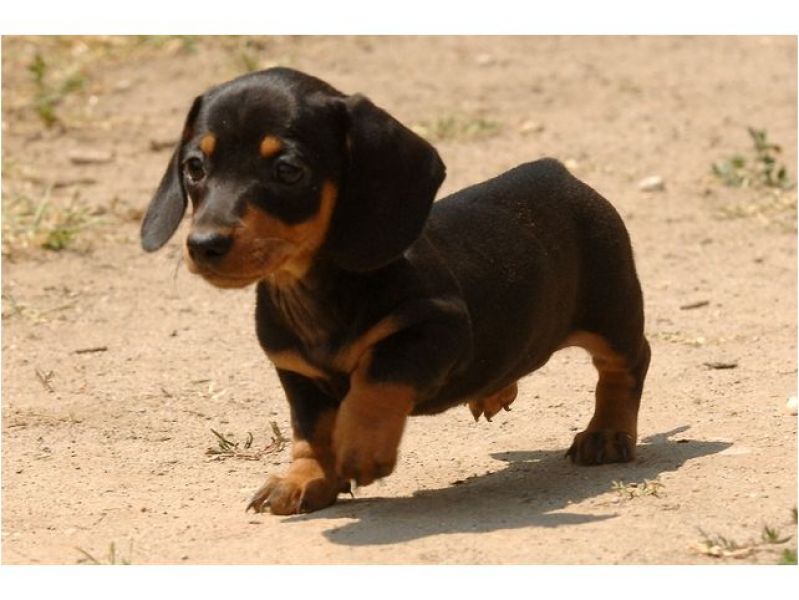 Adorabili cuccioli di Bassotto femminucce e maschietti disponibili per l'adozione gratuita i cucciol