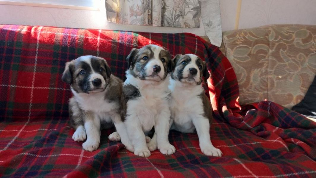 Regalo Cucciolo di Border collie in pronta consegna