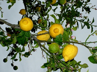 SICILIALA VILLA TRA I LIMONI