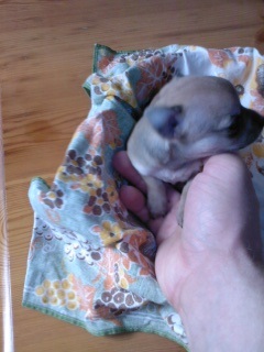 pinscerschihuahua incrocio vendo