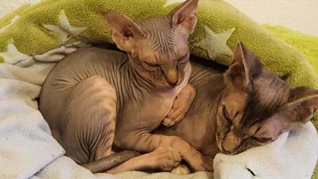 Gattini di Sphynx   per adozione ( regalo  )