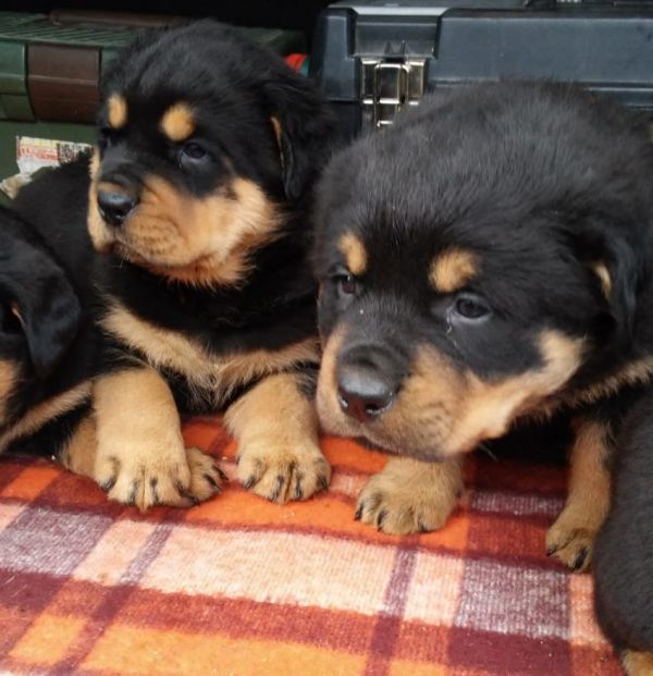  regalo cuccioli di rottweiler disponibili per l'adozione