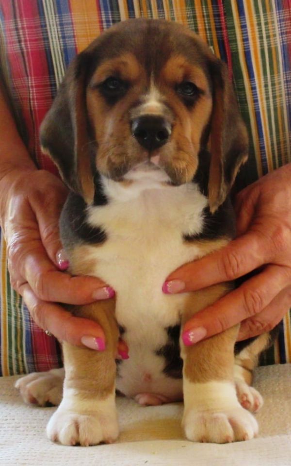 Molto bella e sani  cuccioli di beagle   per adozione maschi e femmine disponibili (gratis) 