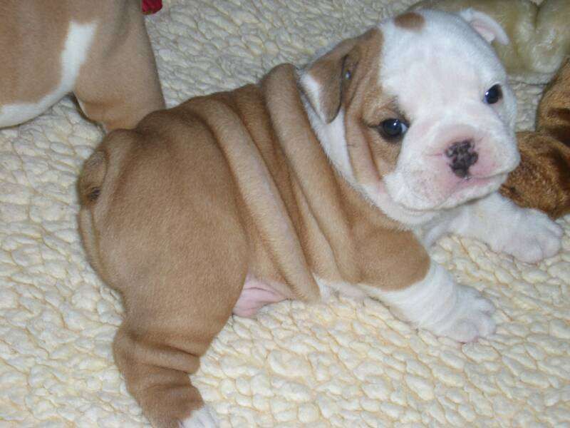 Cuccioli di bulldog inglise  ( per regalo )