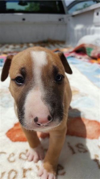 Regalo Cucciolo di Bull terrier in pronta consegna i cuccioli verranno Dato dopo 90 giorni dalla nas
