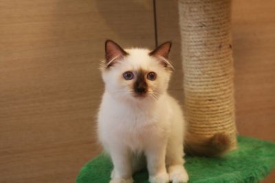 sacri di birmania dolcissimi cuccioli