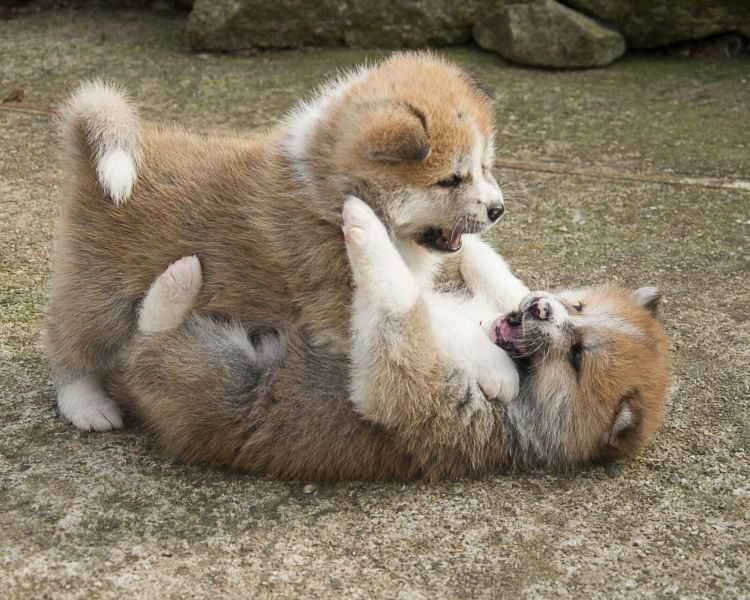 Molto bella e sani cuccioli di akita-inu  per adozione maschi e femmine disponibili (gratis) 