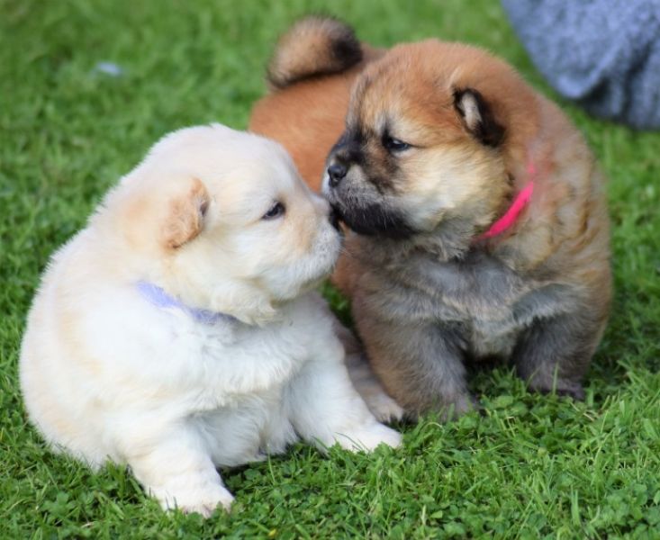 Cuccioli di chow chow in regalo