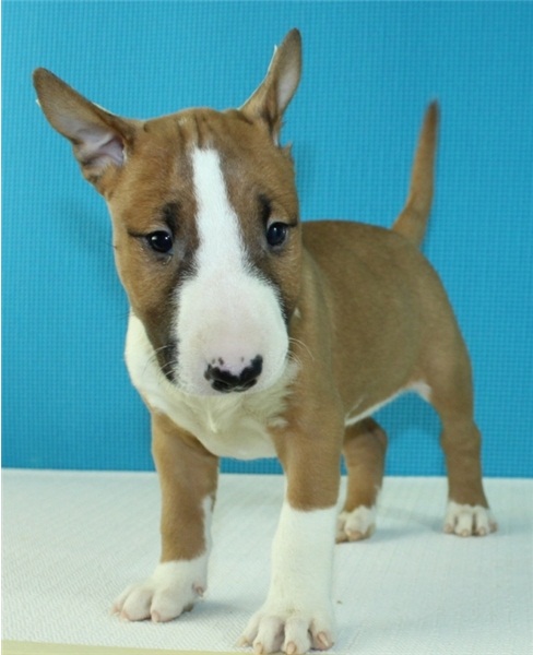 Regalo Cucciolo di Bull terrier in pronta consegna i cuccioli verranno Dato dopo 90 giorni dalla nas