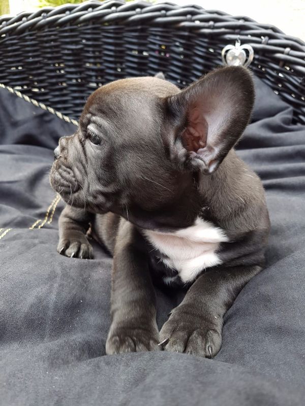  cuccioli di razza bulldog francese per adozione 