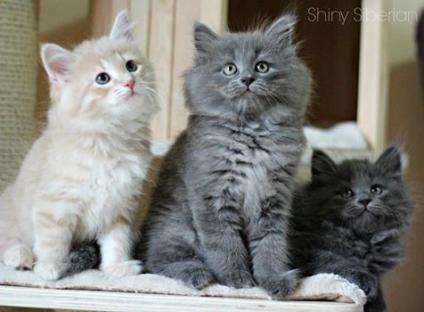  REGALO gattini siberiani  Presso il ns. allevamento amatoriale del gatto siberiano, (l'unico ipoana