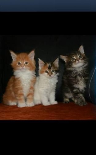 Maine coon gattini disponibili