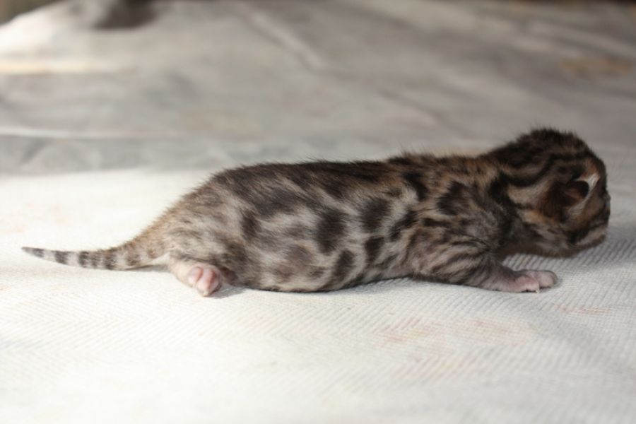 Cuccioli gatti bengal