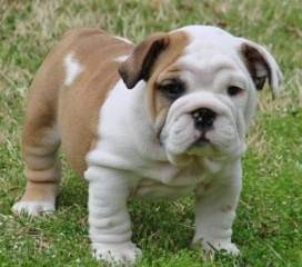 Regalo Sani Cuccioli Bulldog inglese Disponibili 