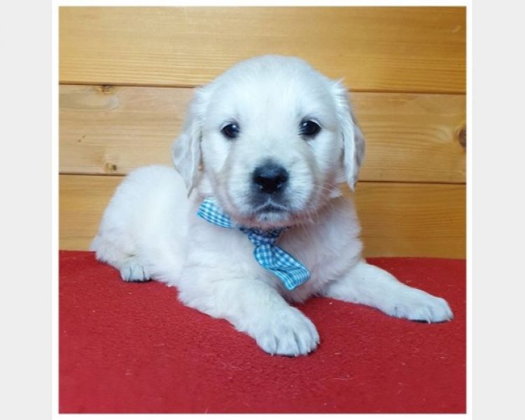 Regalo Cuccioli maschio e femmina Golden Retriever