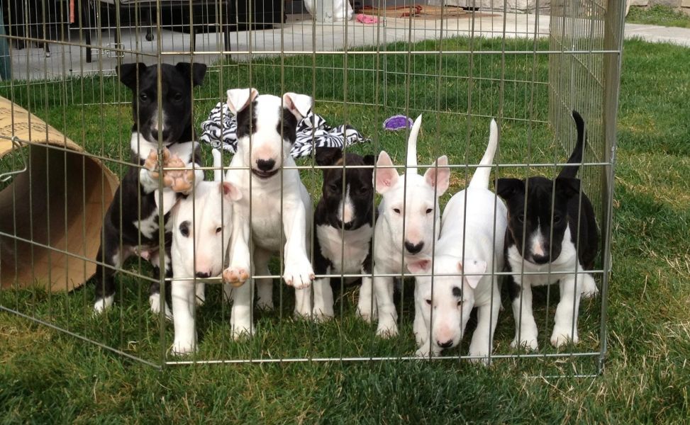 Adorabili cuccioli di bull terrier