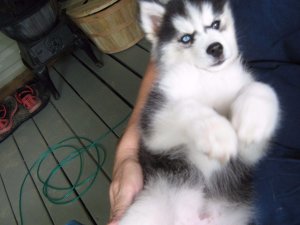 Regalo cuccioli di Siberian Husky