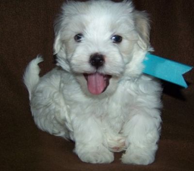 Cuccioli maltese carino e Loving Vendita