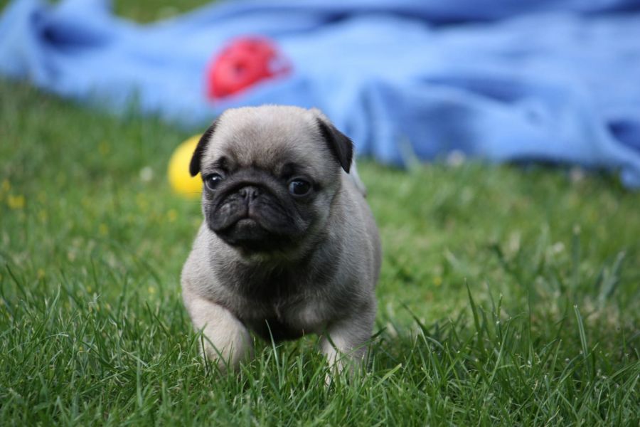  cuccioli di carlino  ( per regalo )