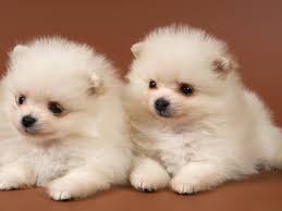  { Regalo Volpino di pomerania (spitz tedesco nano