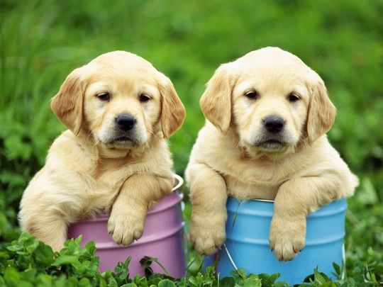 Disponiamo di una cucciolata di Labrador,