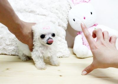 Cuccioli di Barboncino