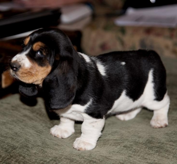Regalo BELLISSIMI CUCCIOLI DI Basset Hound