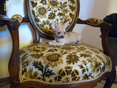 chihuahua cuccioli disponibili